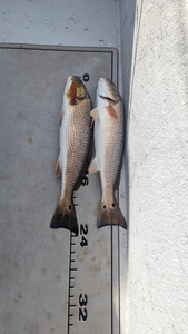 Doubled up on a pair of Redfish with my client